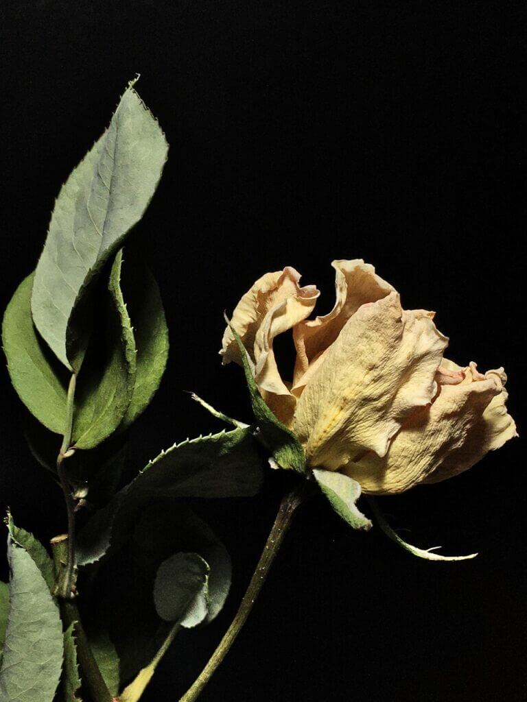 pecado-mortal-vs-pecado venial-diferenças Rosa murcha e seca, simbolizando a morte espiritual e a diferença entre Pecado Mortal e Pecado Venial.