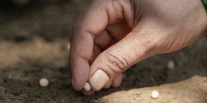 uma mão segurando uma minúscula semante de grão de mostarda